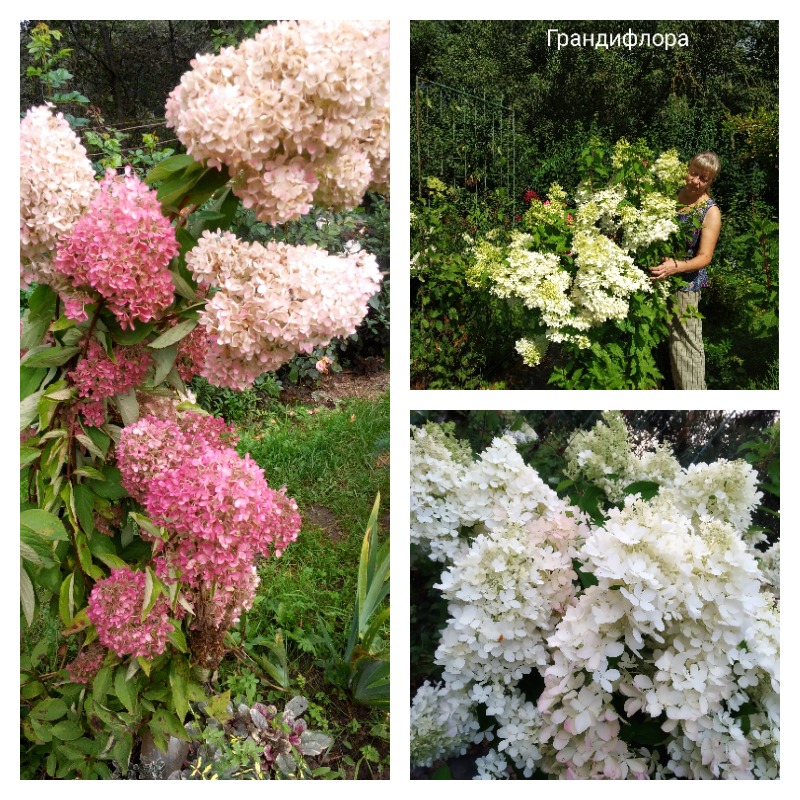 гортензия грандифлора